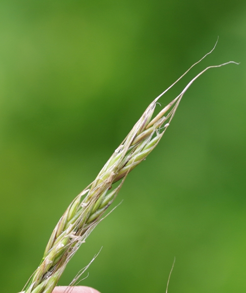 Pflanzenbild gross Riesen-Schwingel - Festuca gigantea