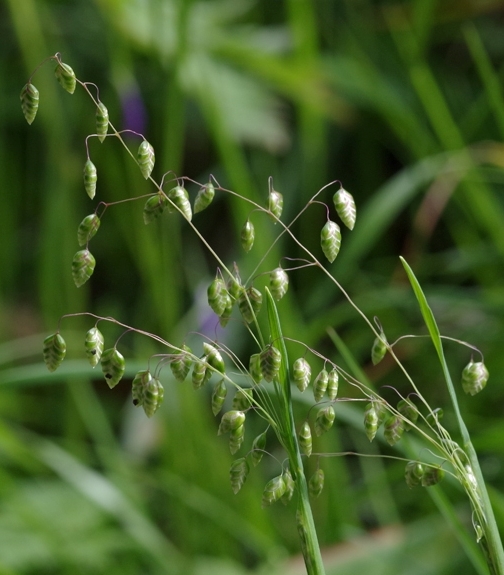 Pflanzenbild gross Mittleres Zittergras - Briza media