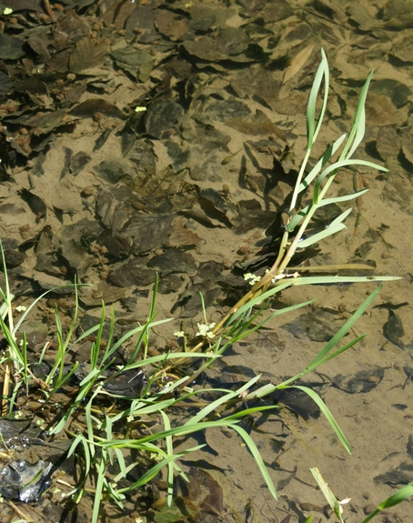 Pflanzenbild gross Faltiges Süssgras - Glyceria notata