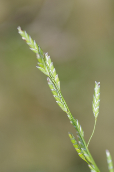 Pflanzenbild gross Faltiges Süssgras - Glyceria notata