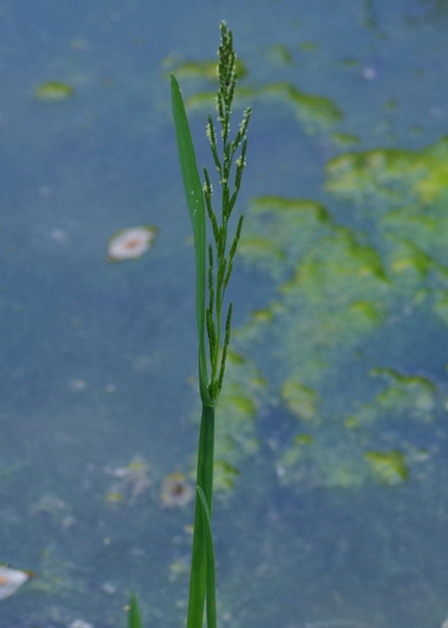 Pflanzenbild gross Faltiges Süssgras - Glyceria notata