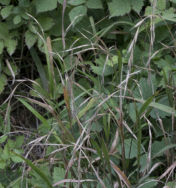 Pflanzenbild gross Wald-Zwenke - Brachypodium sylvaticum
