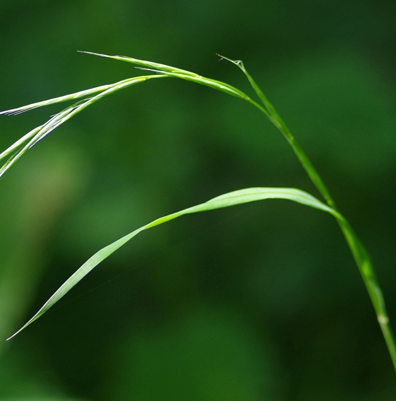 Pflanzenbild gross Wald-Zwenke - Brachypodium sylvaticum