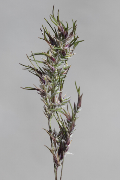 Pflanzenbild gross Knolliges Rispengras - Poa bulbosa