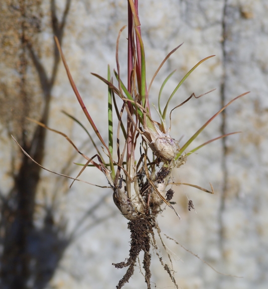 Pflanzenbild gross Knolliges Rispengras - Poa bulbosa