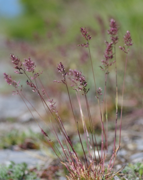 Pflanzenbild gross Knolliges Rispengras - Poa bulbosa