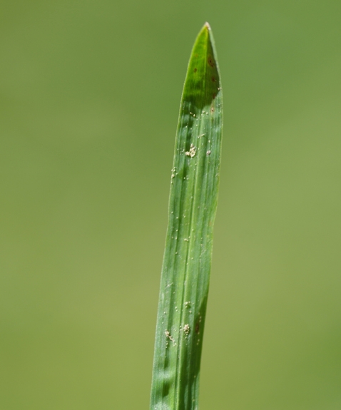 Pflanzenbild gross Einjähriges Rispengras - Poa annua