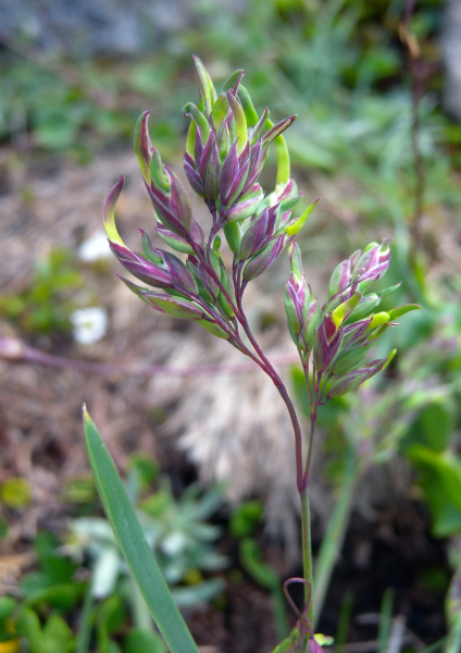 Pflanzenbild gross Alpen-Rispengras - Poa alpina