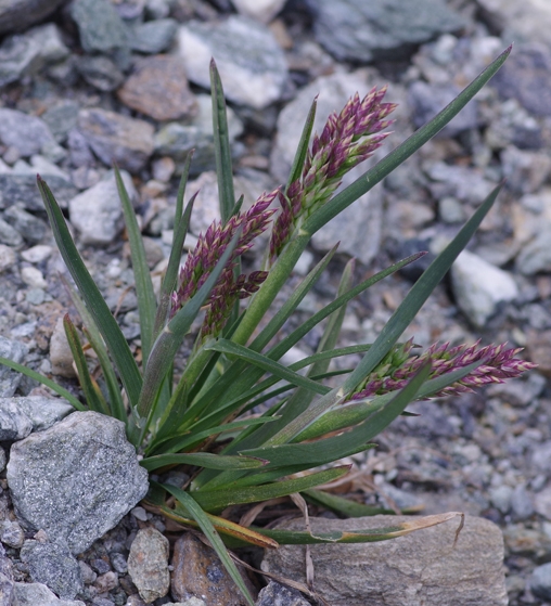 Pflanzenbild gross Alpen-Rispengras - Poa alpina
