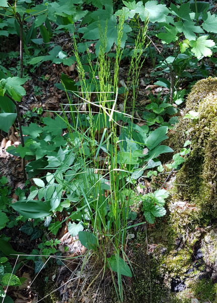 Pflanzenbild gross Hain-Rispengras - Poa nemoralis