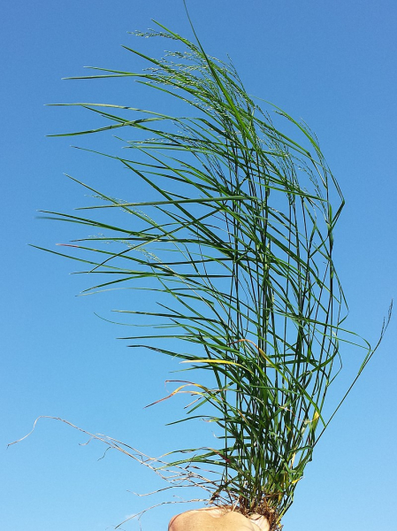 Pflanzenbild gross Hain-Rispengras - Poa nemoralis