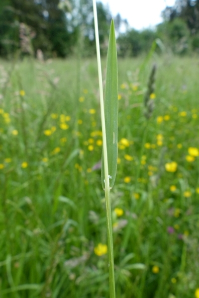 Pflanzenbild gross Gemeines Rispengras - Poa trivialis