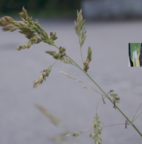 Pflanzenbild gross Gewöhnliches Wiesen-Rispengras - Poa pratensis