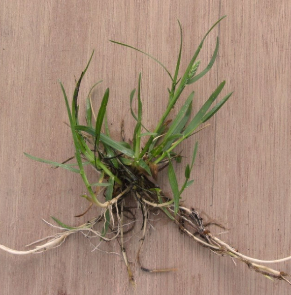 Pflanzenbild gross Gewöhnliches Wiesen-Rispengras - Poa pratensis