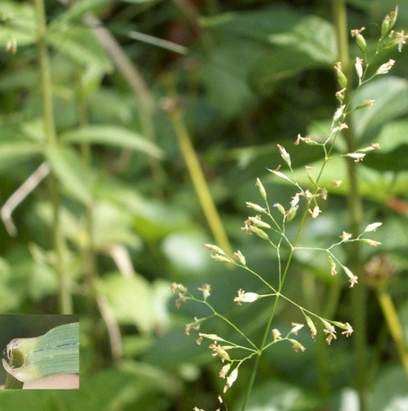 Pflanzenbild gross Platthalm-Rispengras - Poa compressa