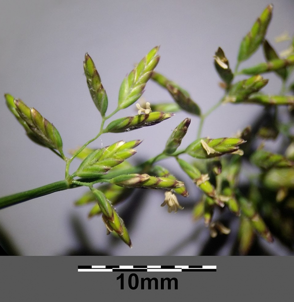 Pflanzenbild gross Platthalm-Rispengras - Poa compressa