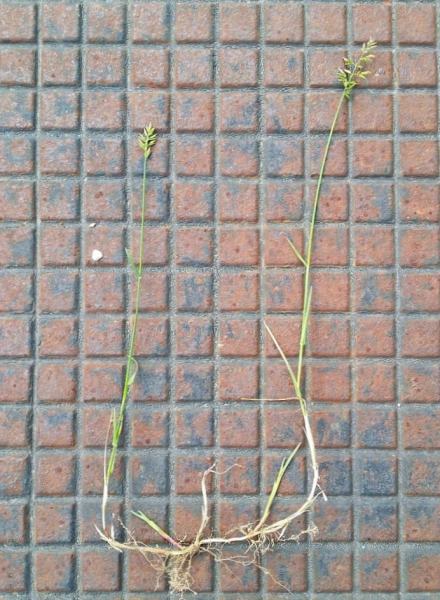 Pflanzenbild gross Platthalm-Rispengras - Poa compressa