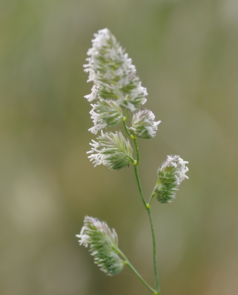 Pflanzenbild gross Wiesen-Knäuelgras - Dactylis glomerata