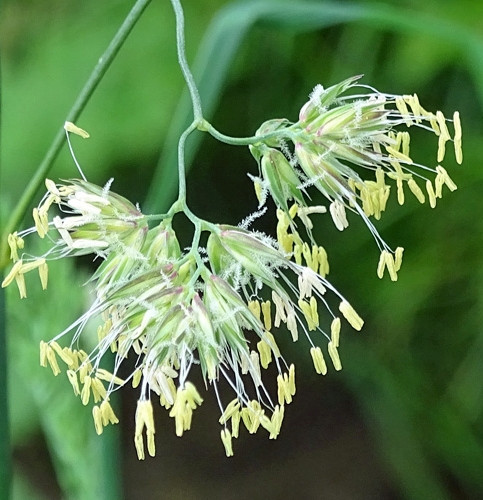 Pflanzenbild gross Wiesen-Knäuelgras - Dactylis glomerata