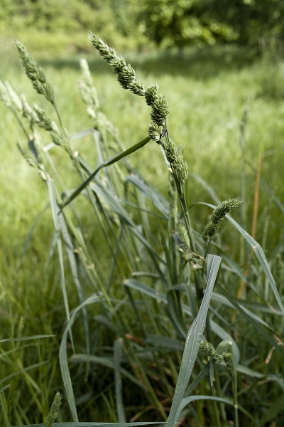 Pflanzenbild gross Wiesen-Knäuelgras - Dactylis glomerata