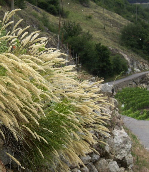 Pflanzenbild gross Wimper-Perlgras - Melica ciliata