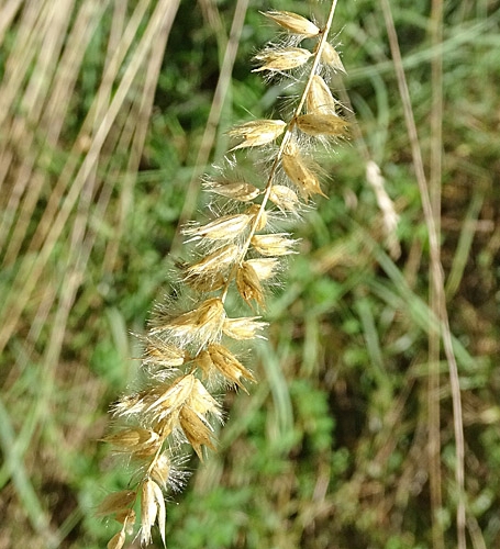 Pflanzenbild gross Wimper-Perlgras - Melica ciliata