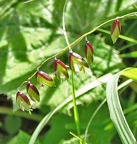 Pflanzenbild gross Nickendes Perlgras - Melica nutans