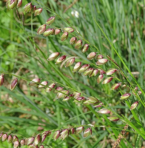Pflanzenbild gross Nickendes Perlgras - Melica nutans