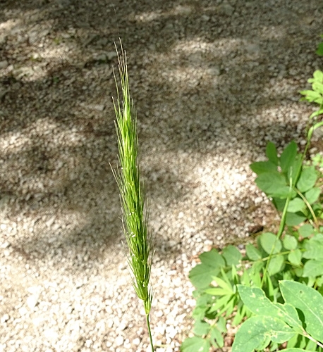 Pflanzenbild gross Waldgerste - Hordelymus europaeus
