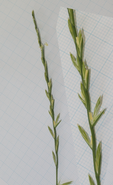 Pflanzenbild gross Englisches Raygras - Lolium perenne