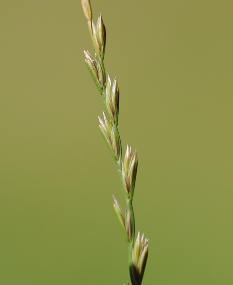 Pflanzenbild gross Englisches Raygras - Lolium perenne