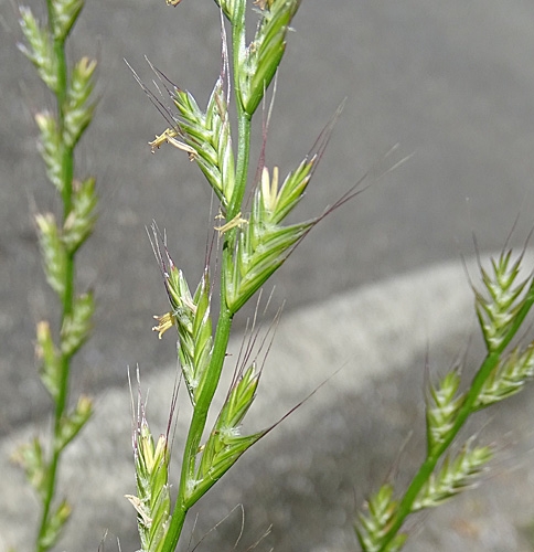 Pflanzenbild gross Italienisches Raygras - Lolium multiflorum