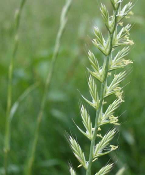 Pflanzenbild gross Italienisches Raygras - Lolium multiflorum