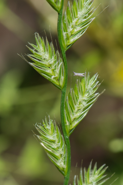 Pflanzenbild gross Italienisches Raygras - Lolium multiflorum