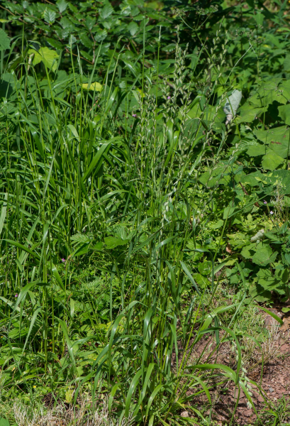 Pflanzenbild gross Italienisches Raygras - Lolium multiflorum