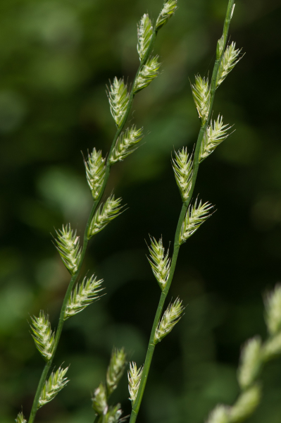 Pflanzenbild gross Italienisches Raygras - Lolium multiflorum