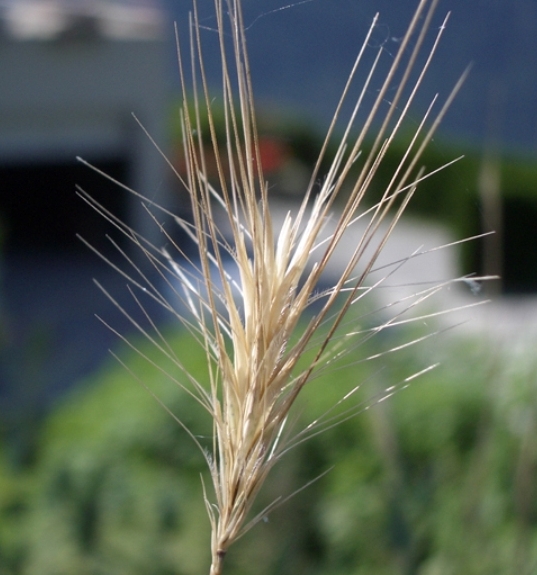 Pflanzenbild gross Mäuse-Gerste - Hordeum murinum