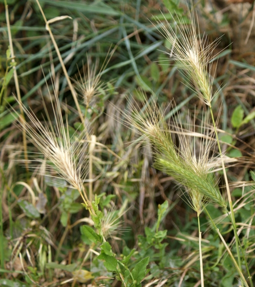Pflanzenbild gross Mäuse-Gerste - Hordeum murinum