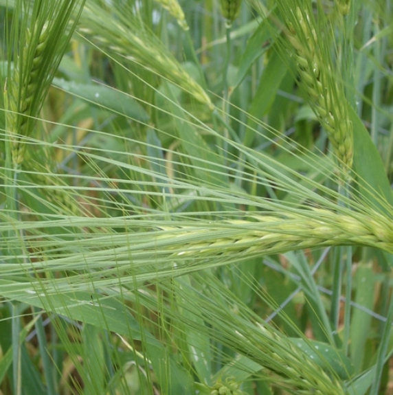 Pflanzenbild gross Saat-Gerste - Hordeum vulgare