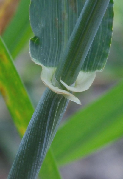 Pflanzenbild gross Saat-Gerste - Hordeum vulgare