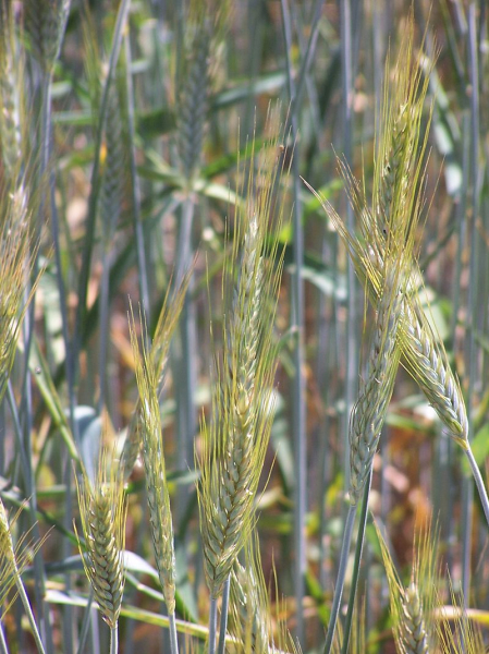 Pflanzenbild gross Saat-Gerste - Hordeum vulgare
