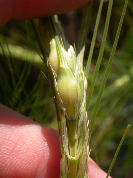 Pflanzenbild gross Saat-Gerste - Hordeum vulgare