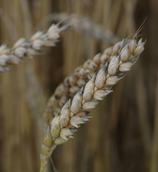 Pflanzenbild gross Saat-Weizen - Triticum aestivum