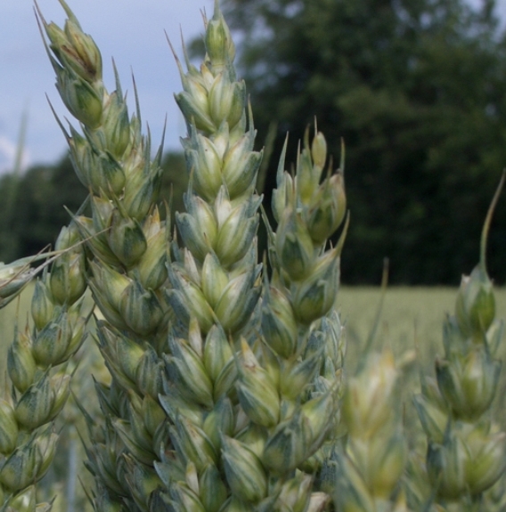 Pflanzenbild gross Saat-Weizen - Triticum aestivum