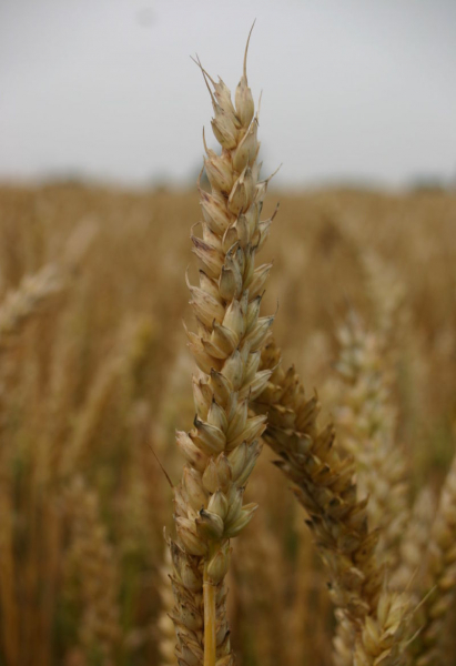 Pflanzenbild gross Saat-Weizen - Triticum aestivum