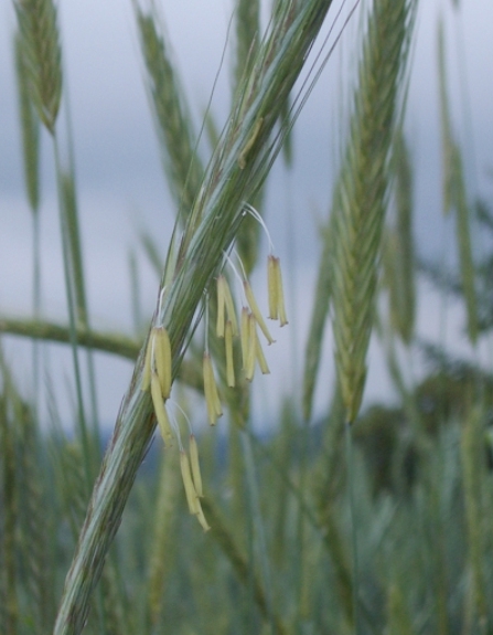 Pflanzenbild gross Roggen - Secale cereale
