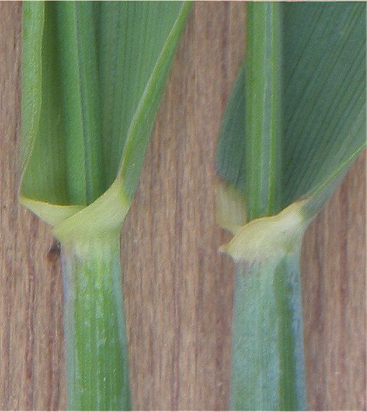 Pflanzenbild gross Roggen - Secale cereale