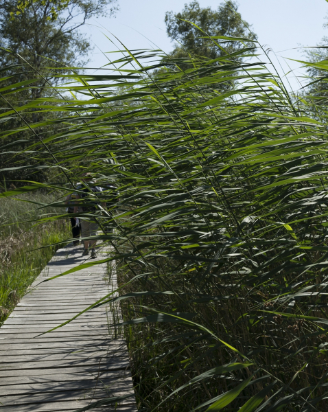 Pflanzenbild gross Schilf - Phragmites australis