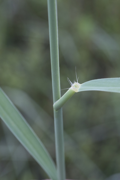 Pflanzenbild gross Schilf - Phragmites australis