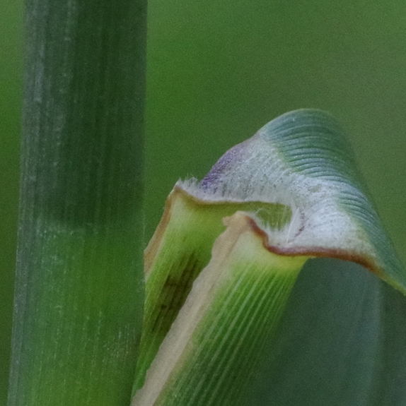 Pflanzenbild gross Schilf - Phragmites australis